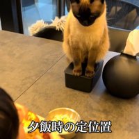 箱の上に乗る猫