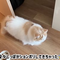 テロップ「段々しっぽが～」