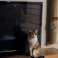 見つめる猫2
