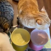 キジトラと白猫が1つの器で食べている