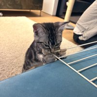 ケージの扉をかじる子猫