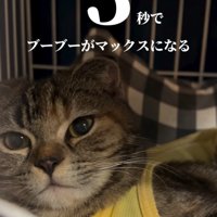 ハンモックに乗る猫