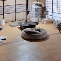 犬に寄り添う猫の写真