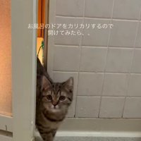 お風呂場に入ってくる猫