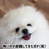 ポメラニアンの顔のドアップ