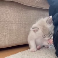 毛づくろいをする猫