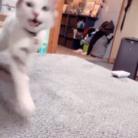 走ってくる猫