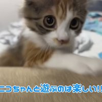テロップ「ニコちゃんと遊ぶのは～」