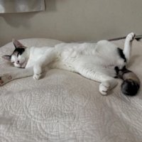 室内にいる猫
