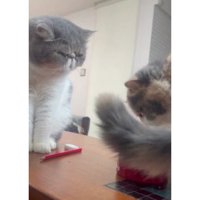 テーブルの上にいる猫