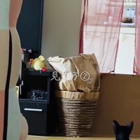 ぬいぐるみを探す子猫