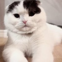 ふせて正面を見ている猫