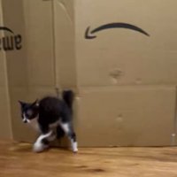 ダンスをするような子猫2