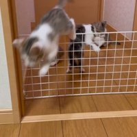 びっくりして部屋の中へ戻ろうと柵を越えた子猫