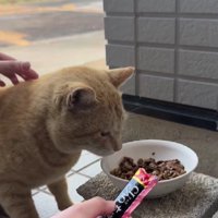 ごはんを食べる猫