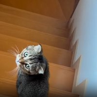 振り向く猫2