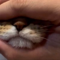 マッサージされる三毛猫の口元2