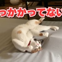 爪がシーツに引っかかったままへそ天する猫