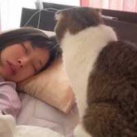 寝ている飼い主を見つめる猫