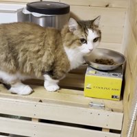ごはんのお皿に向かう猫ちゃん
