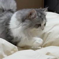 布団の上を歩く猫