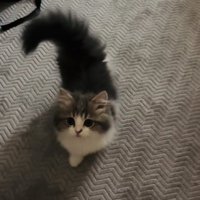 ママさんのもとに駆けてくる子猫