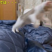 寝ている飼い主の上からジャンプする子猫