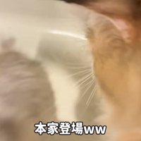 バスタブの縁に乗る妹ミヌエットとバスタブから逃げる姉ミヌエット