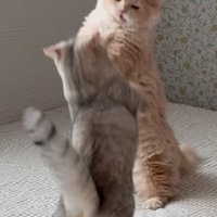 手前の猫が尻尾を上にあげて取っ組み合う2匹の猫