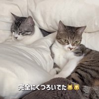 ベッドでくつろぐ2匹の保護猫