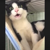 威嚇している猫