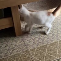 おうちに入ってきた子猫