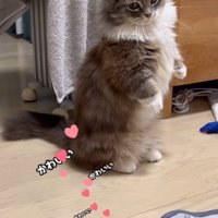 立ったままの猫
