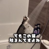 シャワーを見ている猫