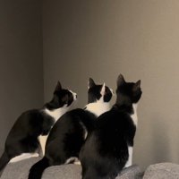 壁を見ている3匹の猫