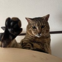 キャットウォークの上でくつろぐ猫