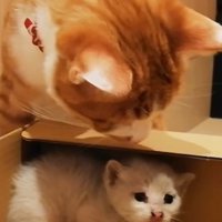 子猫を見守る猫