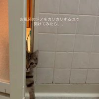 お風呂場に入ってくる猫