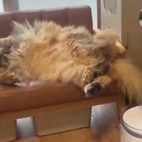 シッポを水につけるなーさん