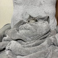 毛布にくるまる猫