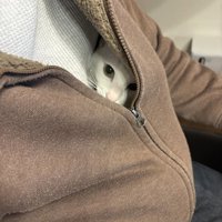 服の中からカメラの方を見る猫