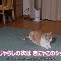 茶白猫の後ろにいる猫