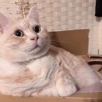 ダンボールの中に寝そべるマンチカン