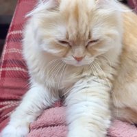 ママさんに乗るさつきちゃん