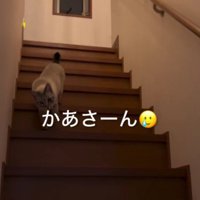 階段を下りてくる猫