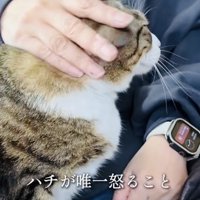 投稿主さんの膝の上で甘えるキジ白猫