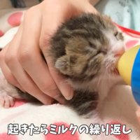 哺乳瓶からミルクを飲む子猫