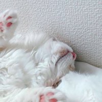 眠っている茶白猫の寝顔