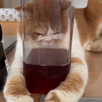 ピッチャーに顔を押し付ける猫