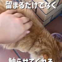 投稿主さんに背中をなでられている茶トラ猫